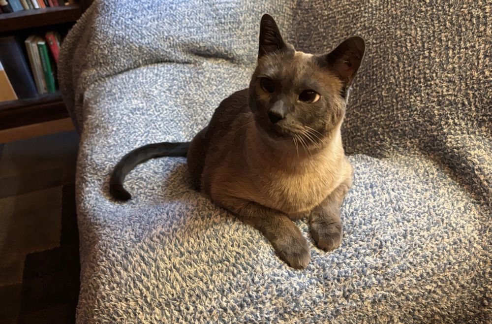 A Siamese cat is resting his front half on the armrest of the Comfy Chair, looking alert.