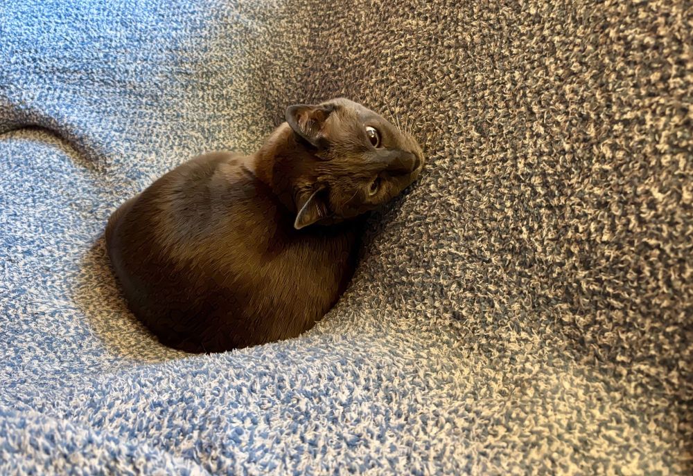 A Siamese cat is curled up in a chair with a blue blanket covering it. He is in a round ball with his back to me, but since I made a noise, he has decided to crane his head around to look at me — the back of the chair, which part of his body is resting on, is also holding his chin.