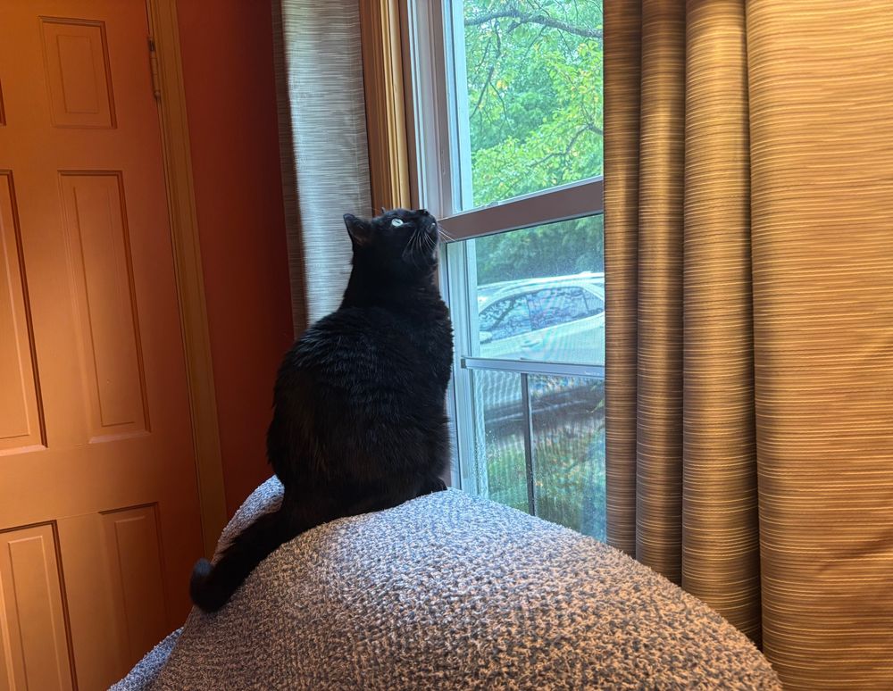 A large black cat is sitting on the head of a recliner, staring almost straight up out of the window behind the chair.
