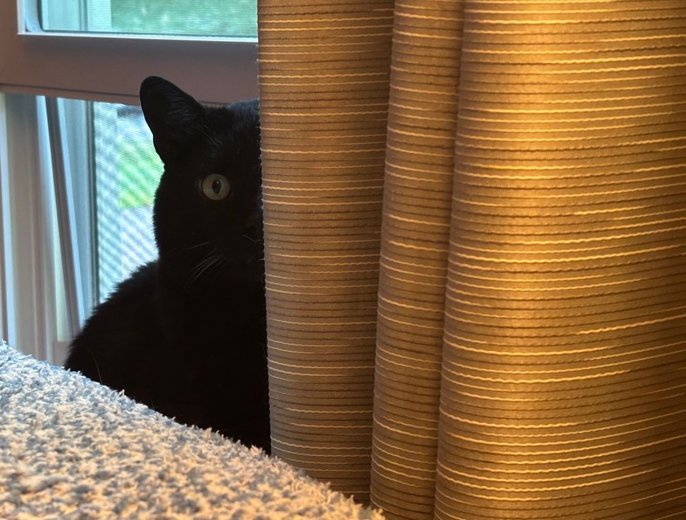 A black cat is sitting in an open window. His lower half is hidden by the back of the Comfy Chair. We only see half of his upper body and face, with the other half hidden by an opaque curtain. Since he’s a black cat, we see his shape and a single eye. 