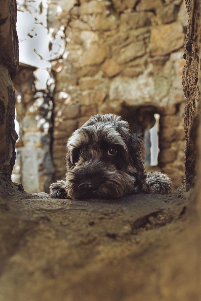 A black and grey dog has his head peeking over a stone opening in a stone building looking directly at the camera