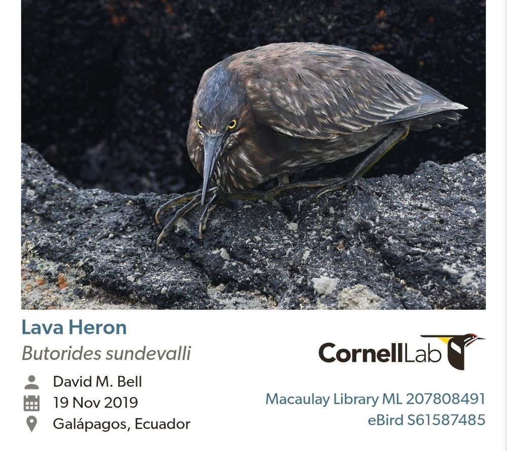 Lava Heron, a similar species to Striated Heron that lives in the Galápagos, darkly colored moderately large heron. Photo by David M Bell in 2019.
