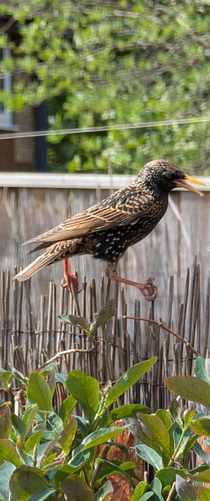 Starling bird with its beak open clinging onto a thin bamboo pieces 