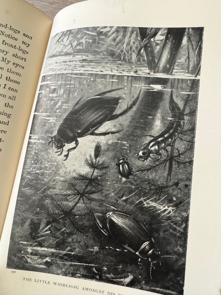 Illustration of a whirligig insect in a pond 