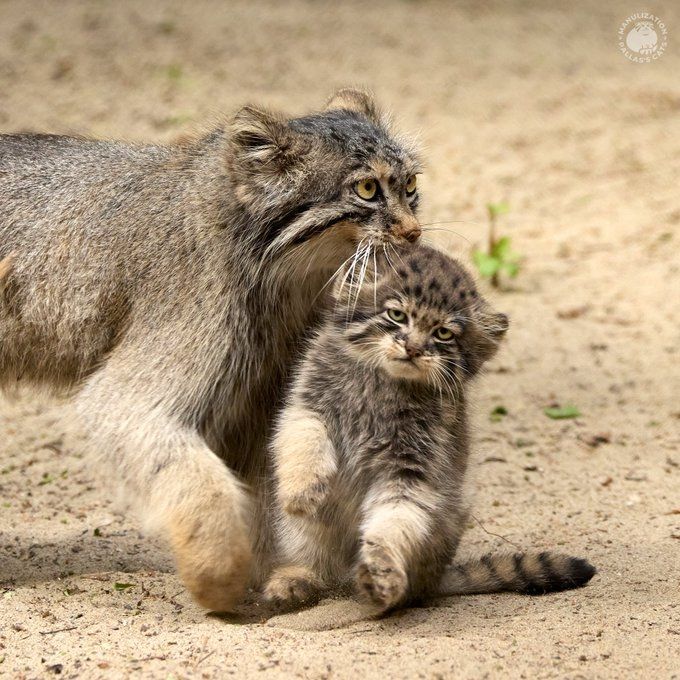 A mother pallas cat holding a largeish pallas kitten by the scruff of the neck. The mother cat faces to the right and is concentrating on carrying her passenger. The kitten looks directly at the camera and looks like it's seen some shit.
