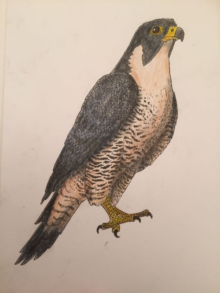 An ink and coloured-pencil drawing of a peregrine falcon in a resting perch. The falcon is a predatory bird with blue-black upperparts and a pale underside marked with black splotches. It has bold yellow feet and a short, hooked yellow bill with yellow skin around its eyes.