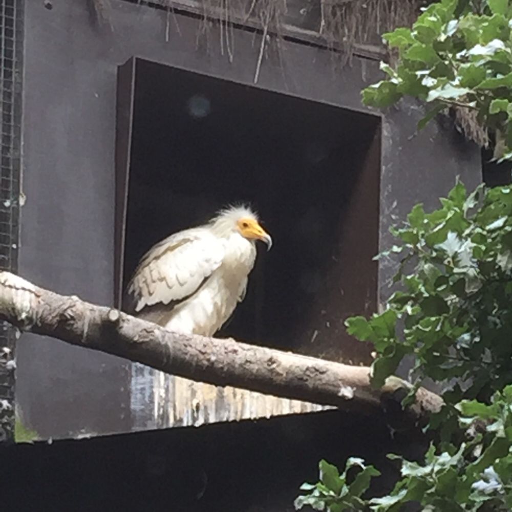 An Egyptian vulture sits in its housing at Edinburgh Zoo. It is white with black wingtips, which are barely visible as its wings are closed. It is quite hunched up, and the white feathers over its yellow face are scruffed up into punky spikes. It maintains this anti-establishment attitude by having shat vociferously over the front of its housing. 