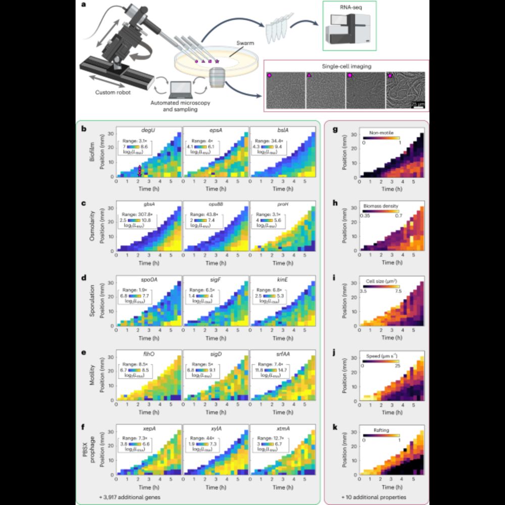 Simultaneous spatiotemporal transcriptomics and microscopy of Bacillus subtilis swarm development re...