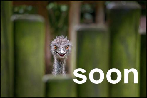 creepy ostrich spying through a fence with the caption "soon"
