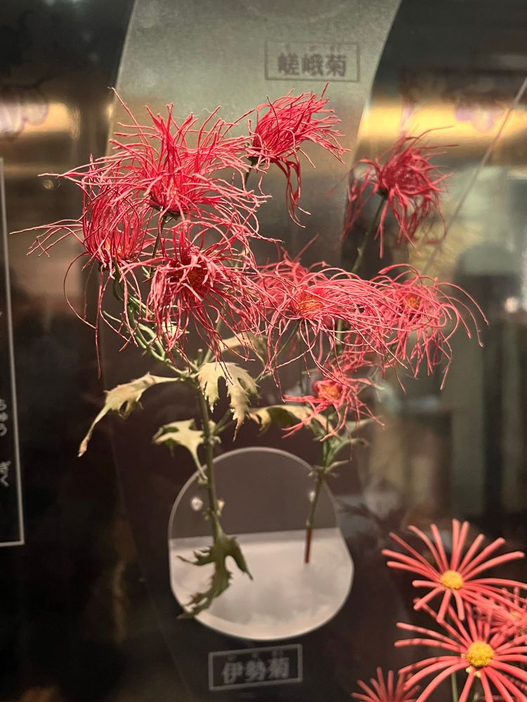 伊勢菊は伊勢菖蒲、伊勢なでしことともに伊勢三珍花と呼ばれ三重県の天然記念物に指定されています。
江戸時代に改良が進んだ伝統園芸植物で長く垂れ下がる花弁が繊細で幽玄な印象の花です。
