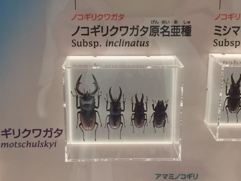 日本各地に生息しているクワガタで個体により湾曲したり真っ直ぐな大顎を持つものがいてバリエーションが豊富ですがどのタイプにも顎の内側にいくつもの歯(突起)がありそれがノコギリに見えることからその名が付けられました。