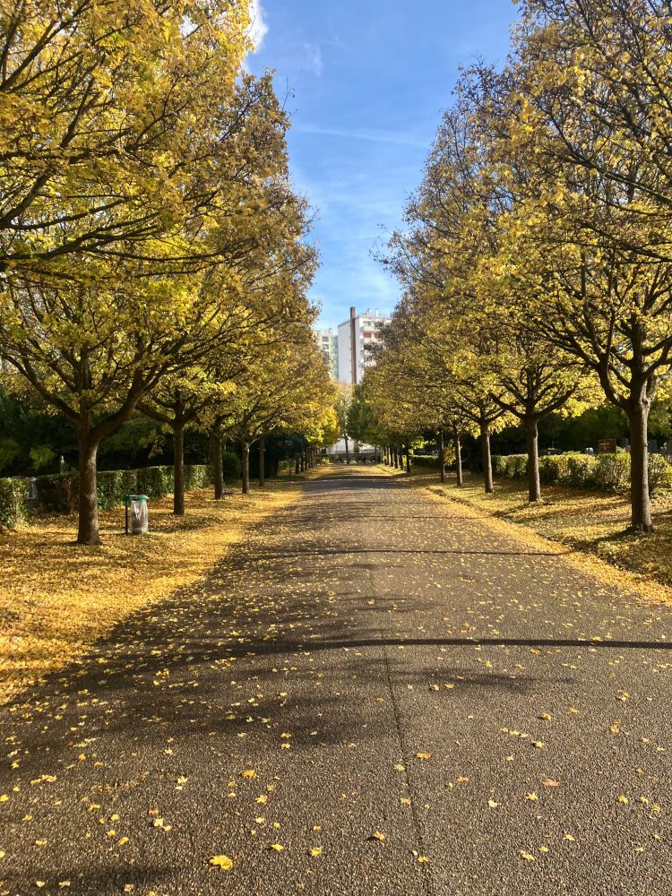 Allée avec des arbres aux feuilles jaunes