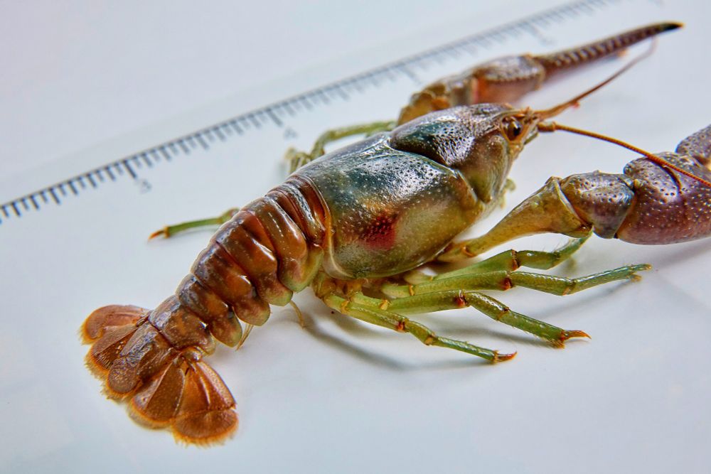 A rusty crayfish sits on a blank background with a ruler in the background.