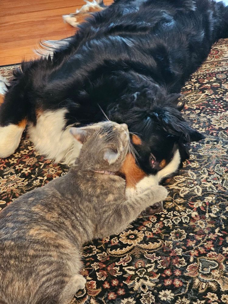 A gray tabby and a burnese mountain dog lay on a rug. The car is picking the dogs face and the dog is possibly chewing on the cat ... with love?