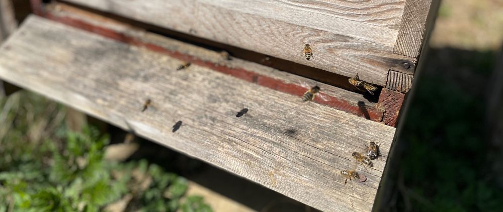 Bees at the entrance to a bee hive. 