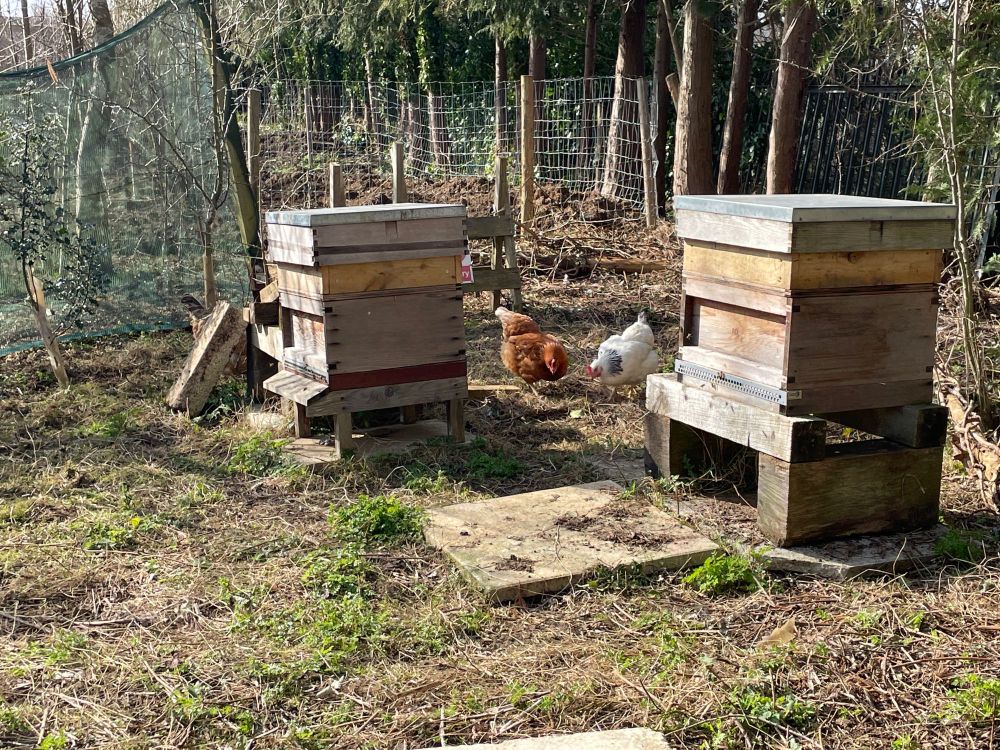 Bee hives and chickens 