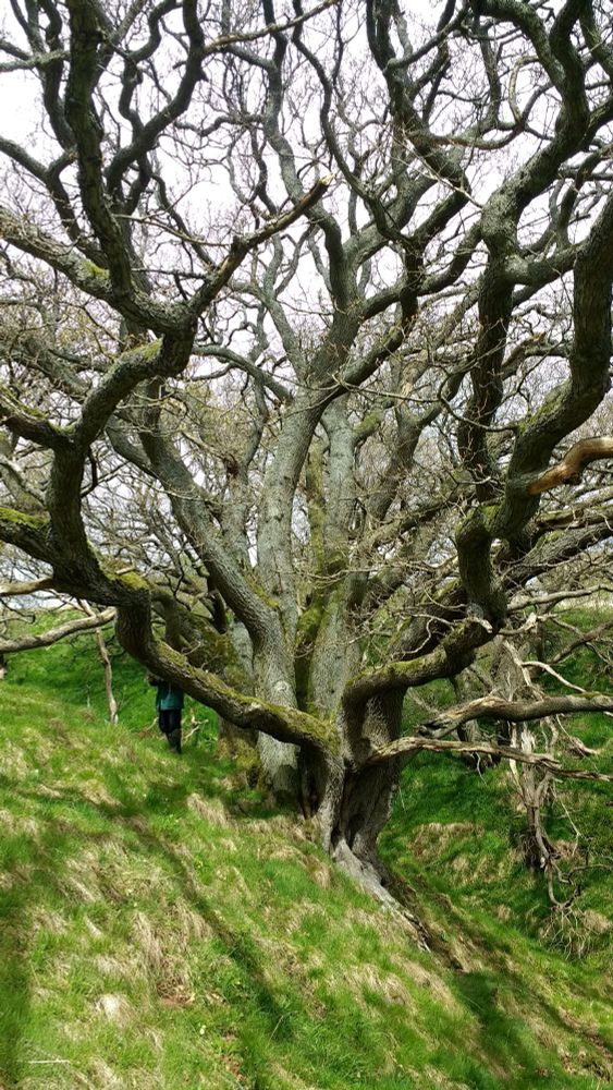Image of a twisted old oak tree (Quercus petraea) on a grassy hillside