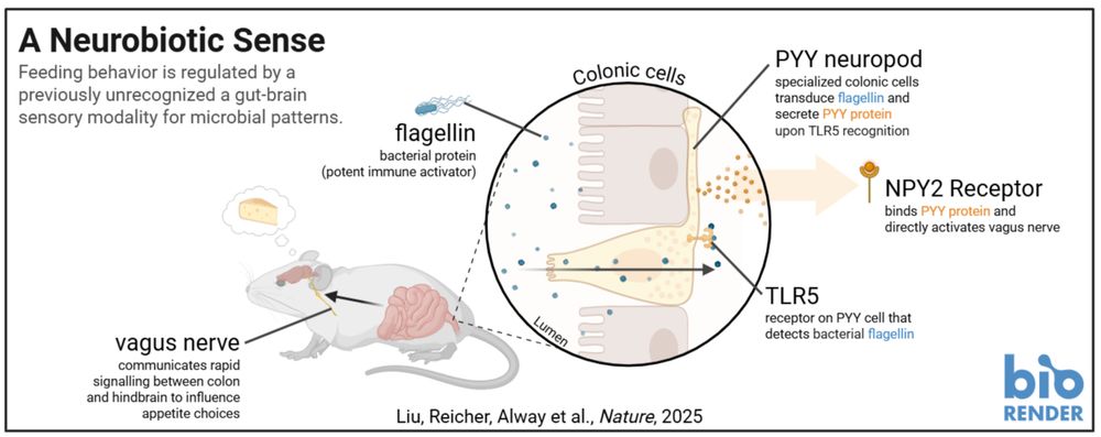 A Neurobiotic Sense: Figure depicting a gut-brain sensory modality for microbial patterns. A mouse, gut lumen highlighted, shows recognition of bacterial flagellin by TLR5 and subsequent release of PYY protein from PYY neuropod cells. PYY binds to NPY2 receptors and via the vagus nerve signaling affects appetite choices of the mouse. 