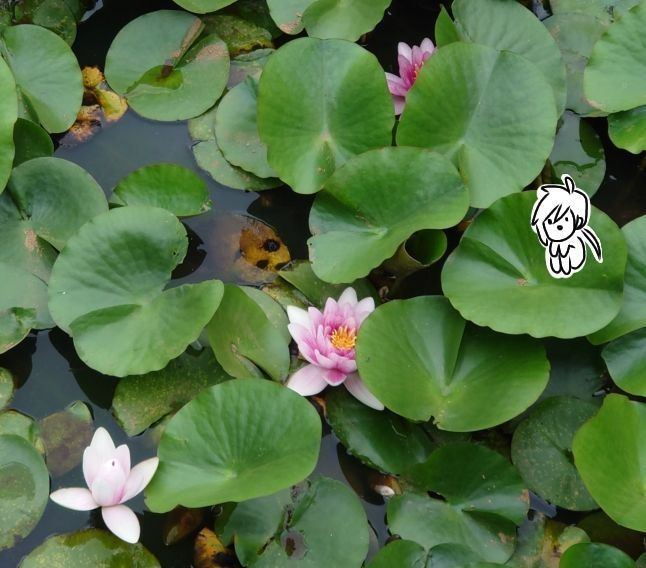 ここに辿り着くまでに足がガクガクとなり「ﾜｧ~ﾑｿｳｯﾎﾟｲﾅ~ｼｬｼﾝﾄｯﾄｺ~」でお供してたきょいと撮る思考にはなれなかった