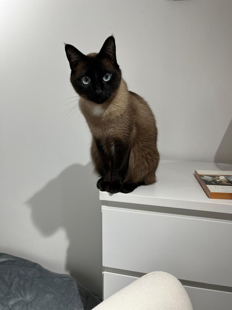 gato de pelagem tipo "siamês" e lindos olhos azuis. ele está sentado em cima de uma cômoda olhando diretamente pra câmera, muito fotogênico