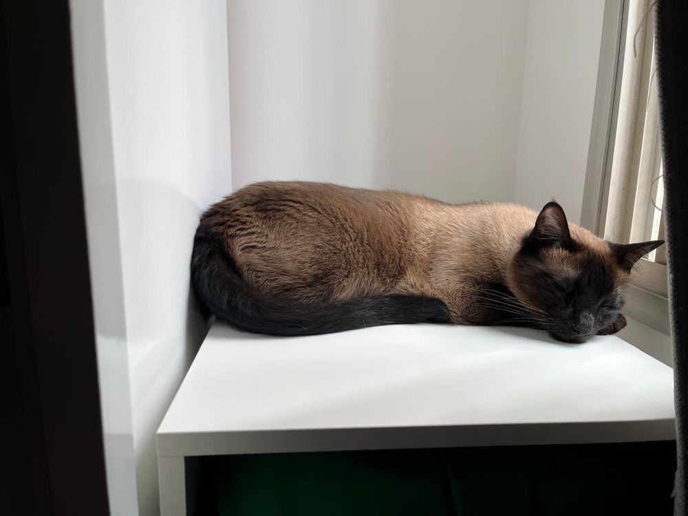 gato de pelagem tipo "siamês" e lindos olhos azuis. ele está dormindo todo encolhidinho, coisa mais fofa.