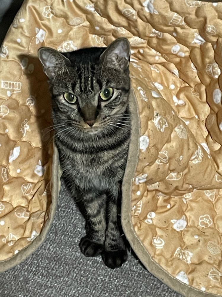 コタツから顔出す猫のサクラ