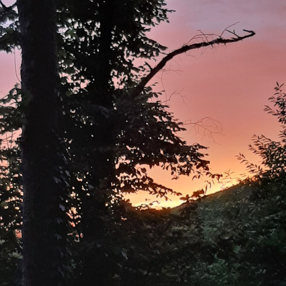 Otangener Abendhimmel mit Baum im Vordergrund 