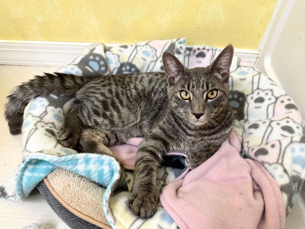 Charlos, a gorgeous silvery-grey young tabby cat, lays in a soft cat bed and gazes at the camera with calm golden eyes. 