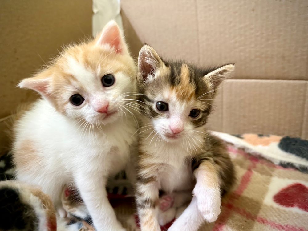 Two young kittens, Data who is orange and white and Lal who is calico, snuggle together on a soft fleece blanket in a cardboard box. 
