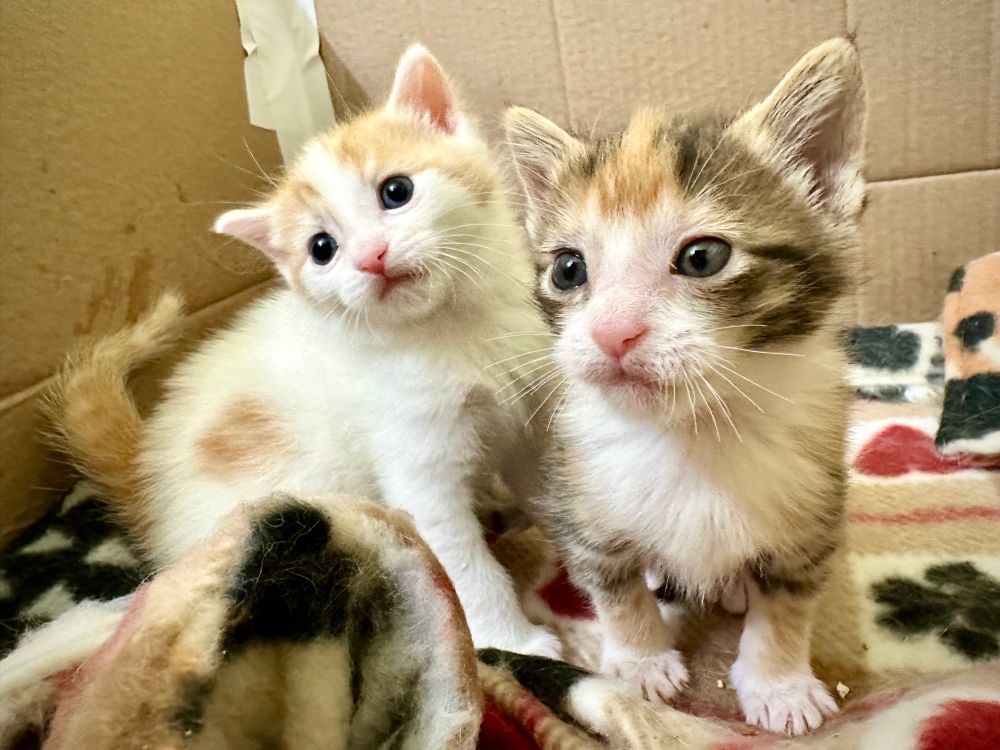 Two young kittens, Data who is orange and white and Lal who is calico, sit together on a soft fleece blanket in a cardboard box