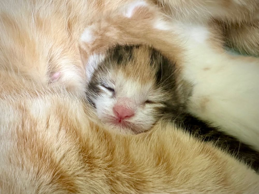A closeup of Lal, an 8 day old calico kitten. She’s snuggled so deeply into her orange mama that her little face is all that’s showing. 