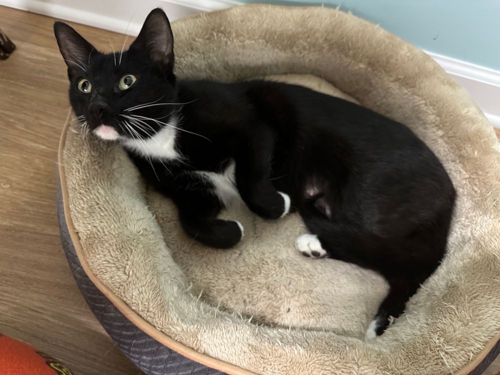 Violet, a tuxedo cat, looking cozy in a cat bed. 
