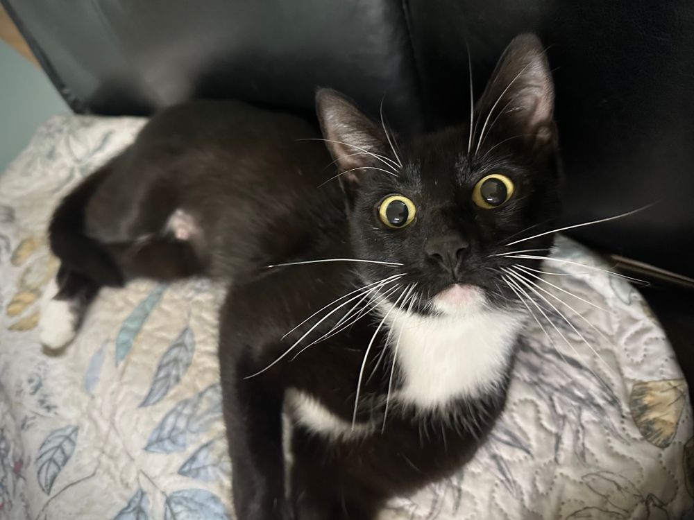 Violet, a tuxedo cat, lays on a blanket and looks up at the camera with wide yellow eyes. 