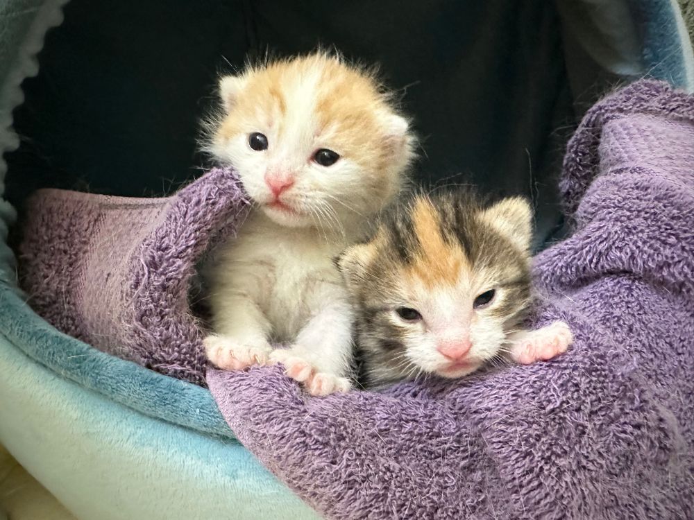 Two small kittens peering out from the edge of their cat cave, showing off their newly opened eyes. 