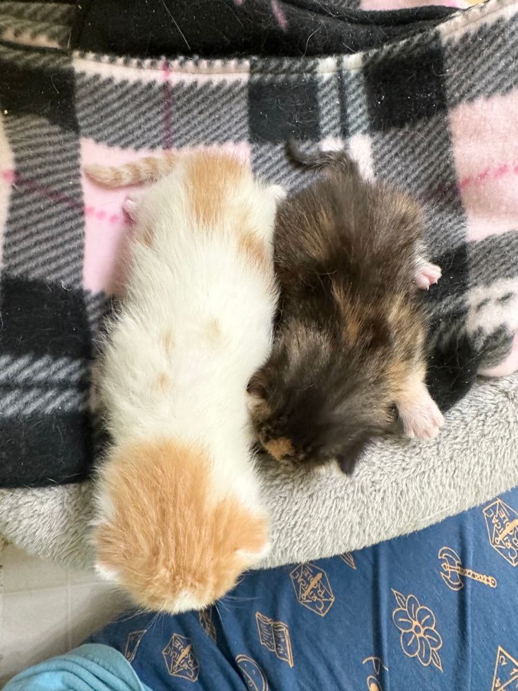 An orange and white kitten and a calico kitten side by side to see length. The calico comes to about the shoulder of the orange. 