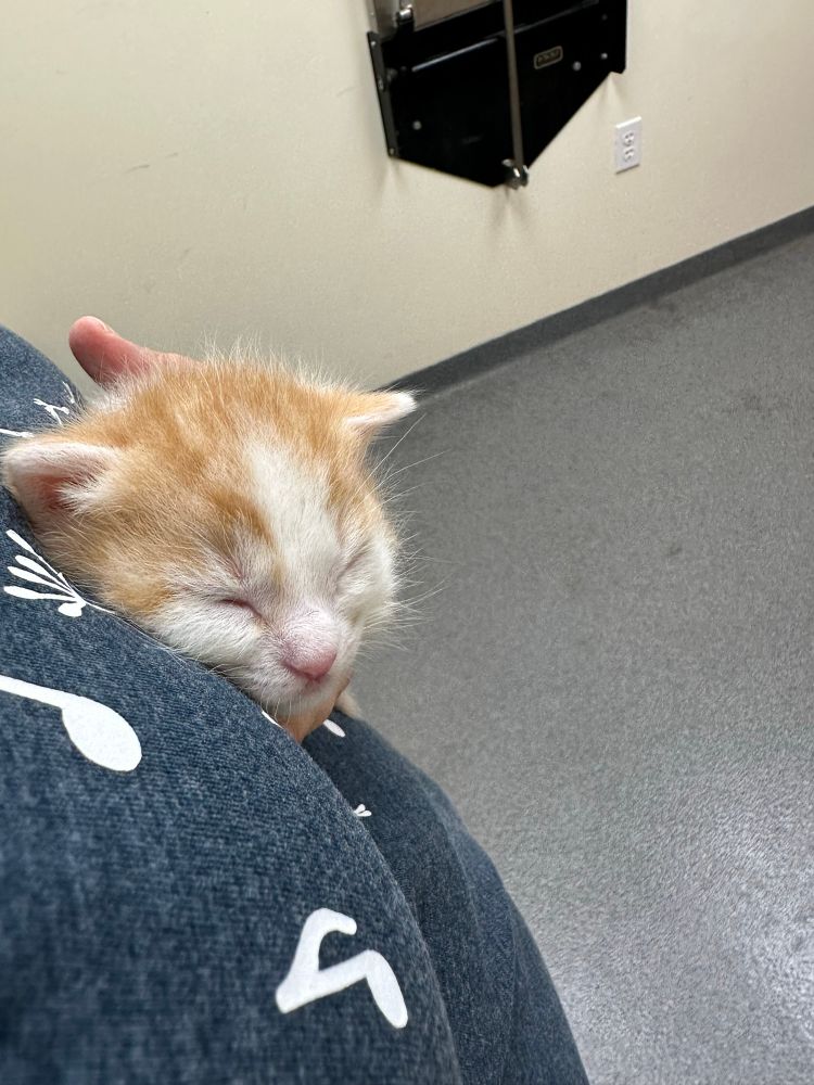 Data, a small orange and white kitten, cuddled into foster mom’s chest. 