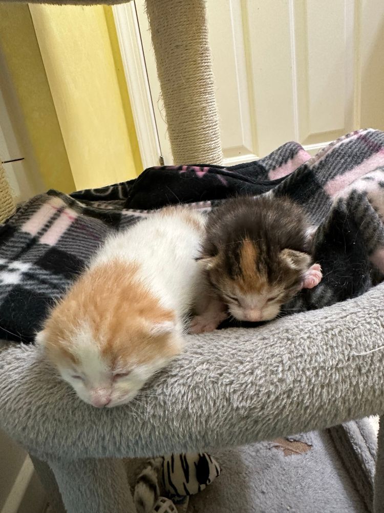 Front view of the two kittens. 