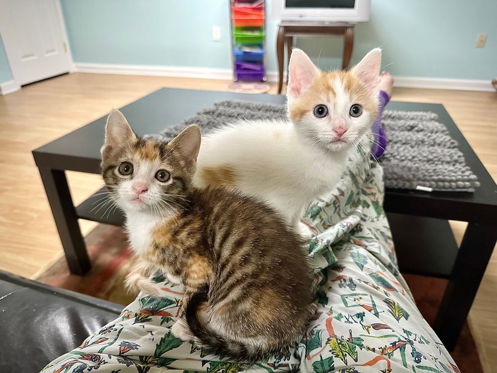 Data and Lal as younger kittens on foster mom’s lap. 