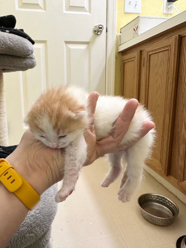Data, a fluffy orange and white kitten, being supported with his belly in foster mom’s hand and his leggies dangling off. He is huge. 
