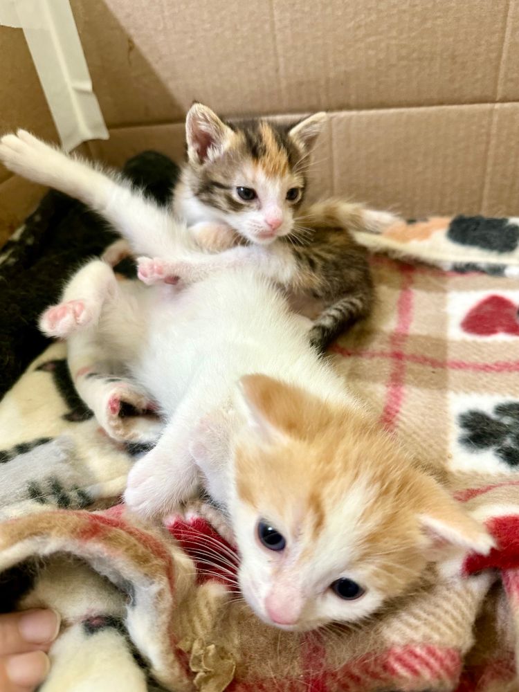 Two young kittens, Data who is orange and white and Lal who is calico, snuggle together on a soft fleece blanket in a cardboard box. 