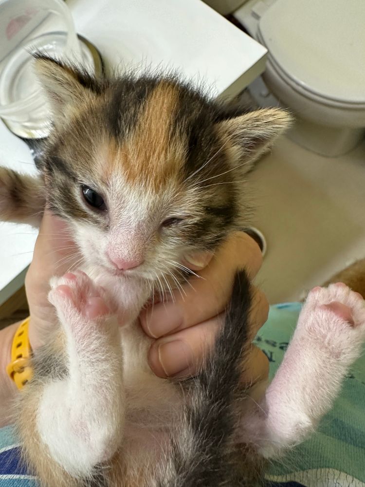 Lal, a young calico kitten, being held in foster mom’s hand. Her left eye is mostly gooped shut.
