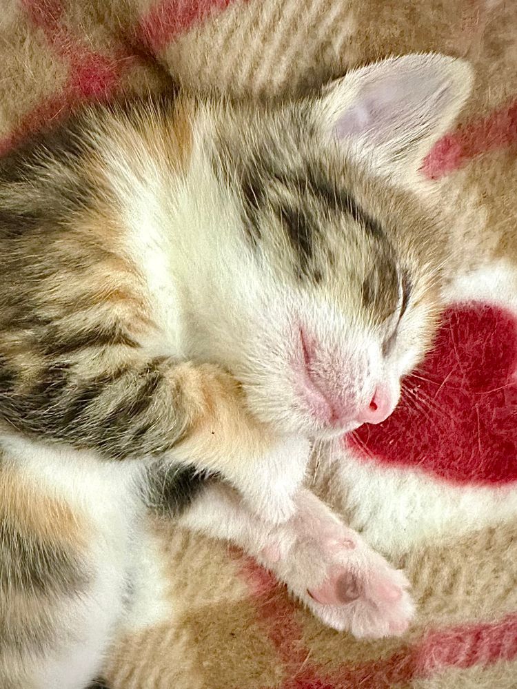 Same picture, zoomed in on her little sleeping face. 
