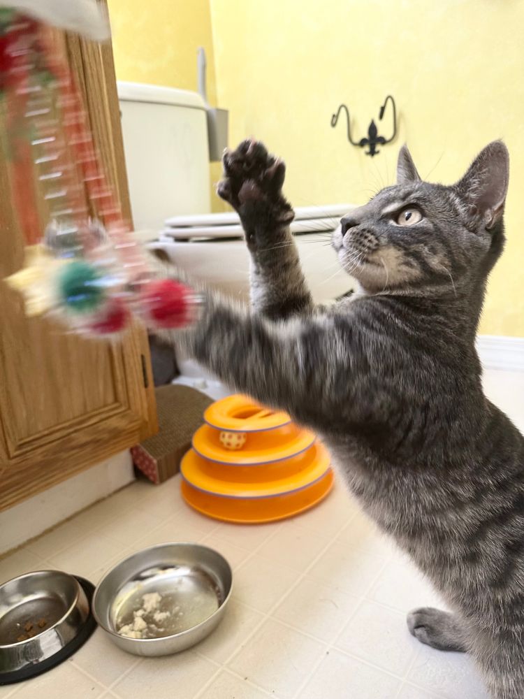 Charlos, a handsome silvery- grey tabby with gold eyes. He is up on his hind legs batting at a Pom Pom wand toy. 