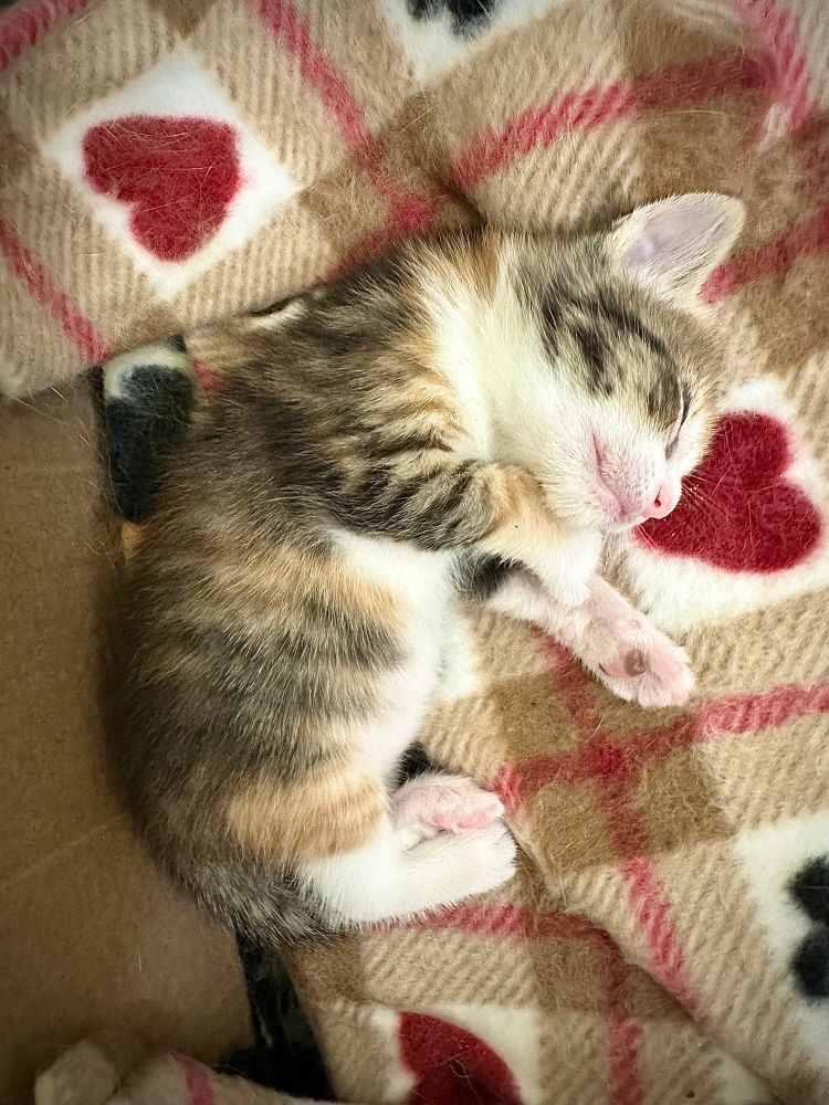 Lal, a one month old calico kitten, sleeps peacefully on a fleece blanket. 