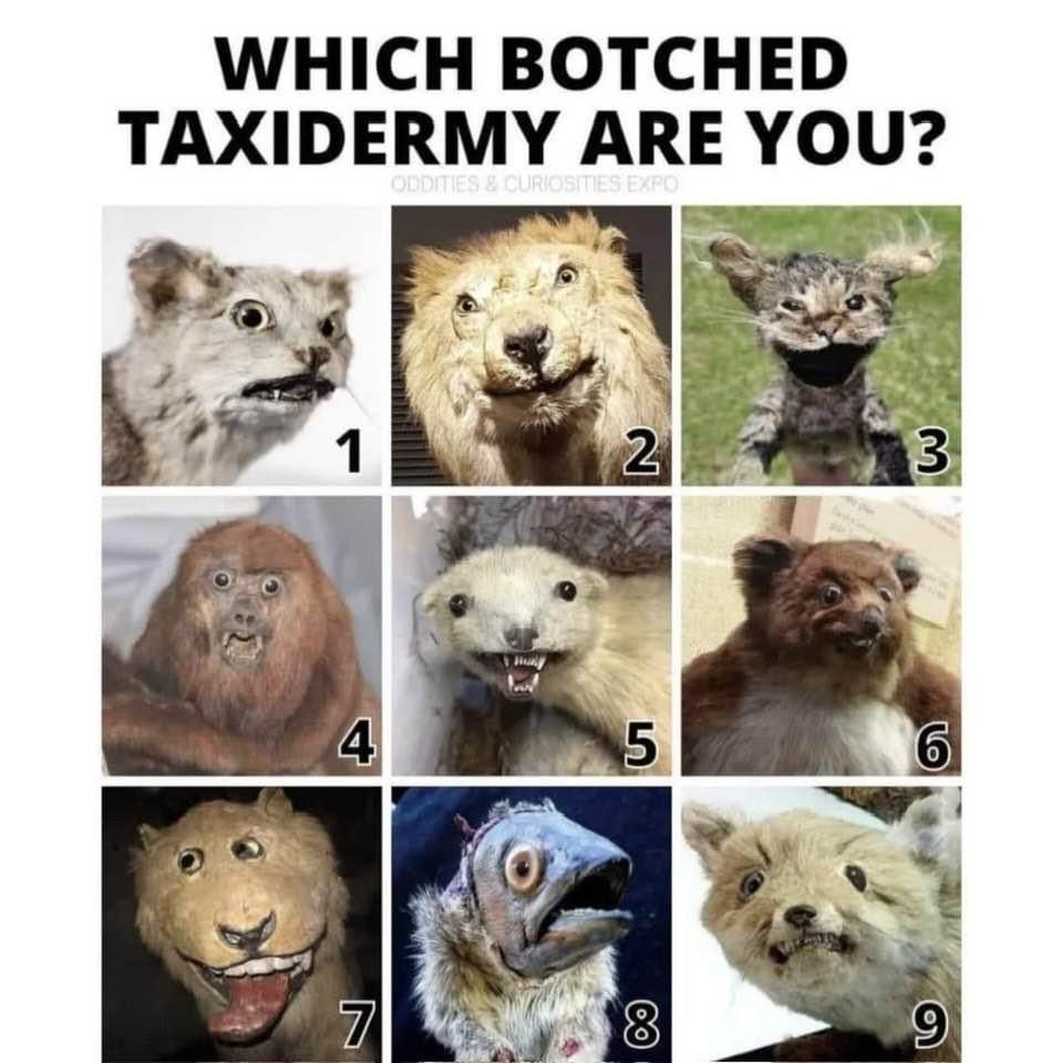 A grid of poorly taxidermied animals with variously funny facial expressions.