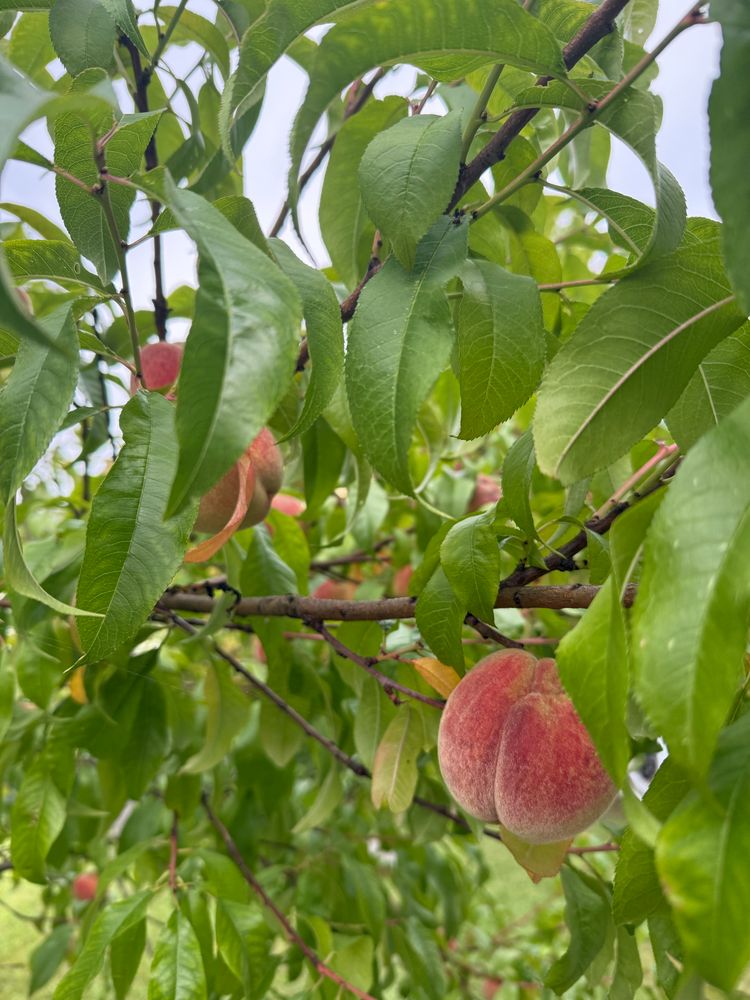 Pfirsichbaum mit Früchten