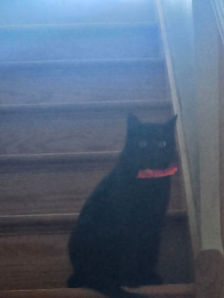 A blurry photo of a wide-eyed black cat with a red bowtie, sitting on stairs.