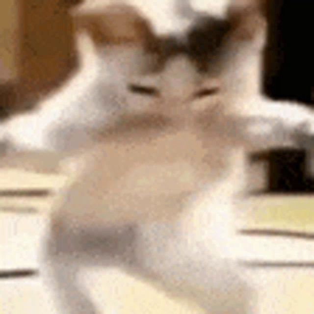 a blurry picture of a cat dancing on a table .