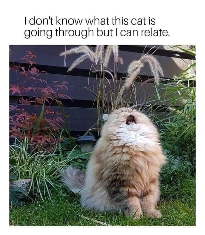 Picture of a fluffy cat howling to the sky, and the caption says, “I don’t know what this cat is going through but I can relate”