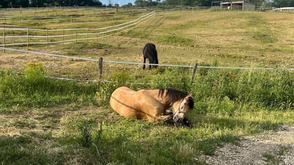 Quinto my buckskin horse